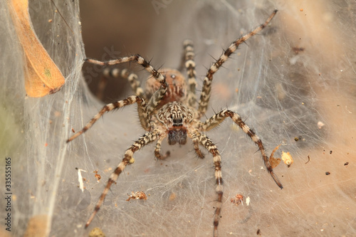 Spider of Thailand