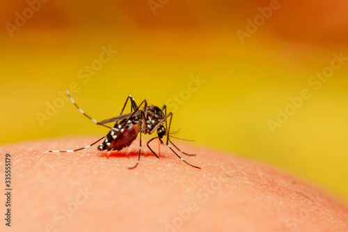 Mosquito Close up Sucking blood