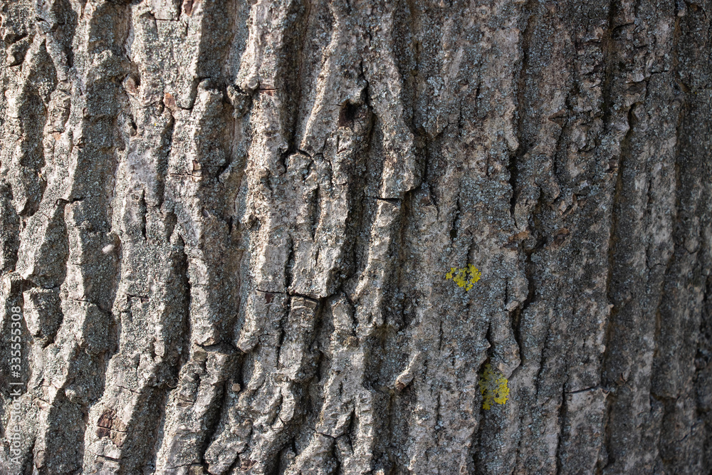 Obraz premium Light gray tree bark background. Background like texture. full frame, element for designer, close up.