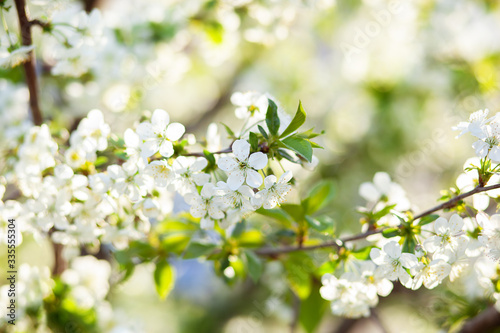 Blooming tree. Beautifully blossoming branch apple. White flower Apricot. Spring easter greeting card. Flowers Cherry flowering. White flower sakura. Springtime. Spring flowers. Beautiful Orchard. 