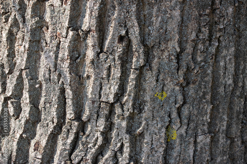 Light gray tree bark background. Background like texture. full frame, element for designer, close up. © Игорь Глущенко
