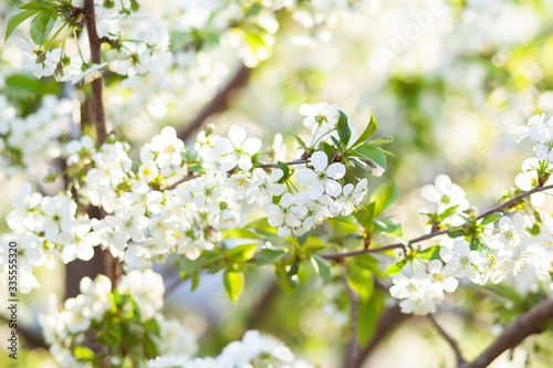 Beautifully blossoming tree branch apple. Blooming tree branches Cherry with white flowers natural background. Abstract spring floral background. Spring flowers. Easter. Allergy season. Spring concept