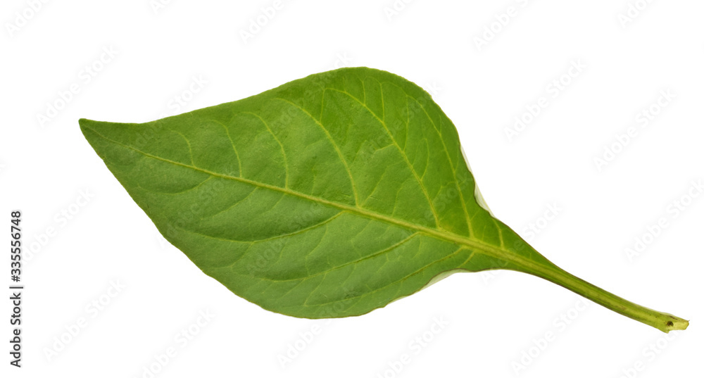 Obraz premium pepper leaf isolated on white background