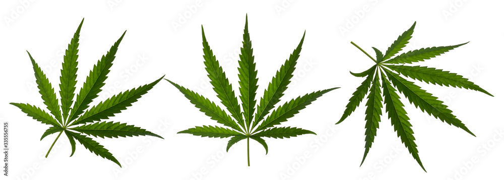Marijuana leaf sativa isolated on white without shadow