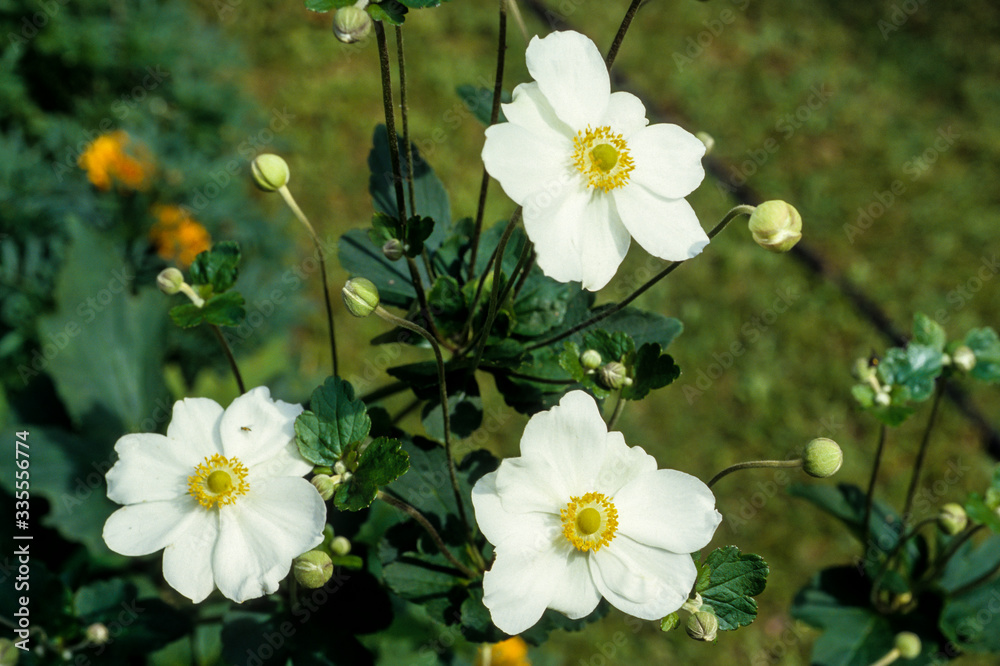 Anémone du Japon, Anemone hupehensis, variete Honorique Jobert Stock