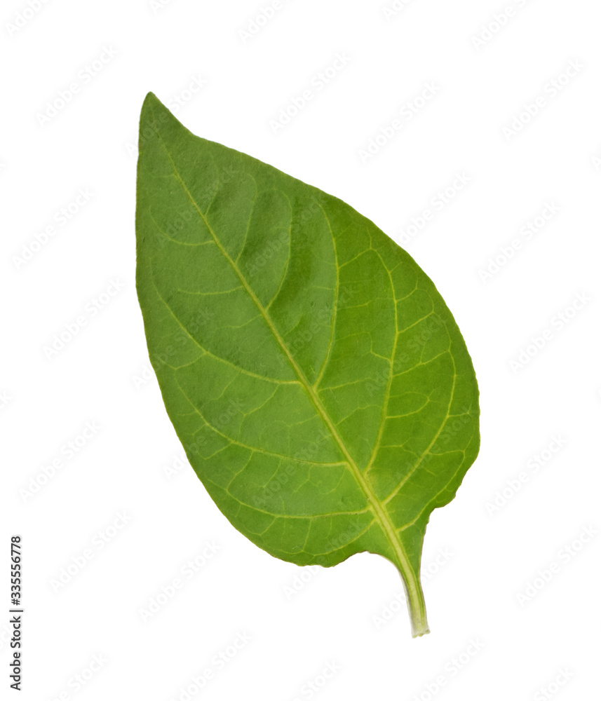 Obraz premium pepper leaf isolated on white background