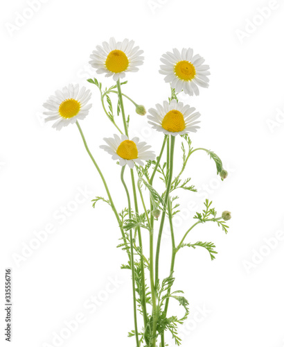 Chamomiles isolated on white background without shadow with clipping path