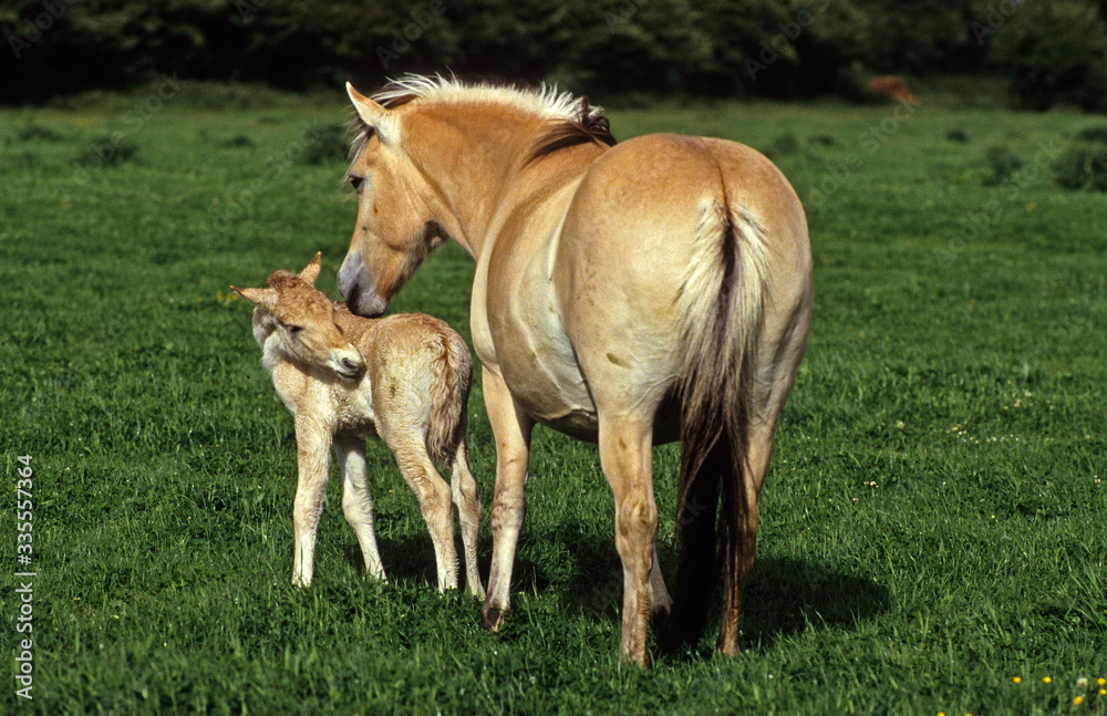 Cheval, race Henson, Baie de Somme, 80, Somme Cheval, race Henson, Baie de Somme, 80, Somme