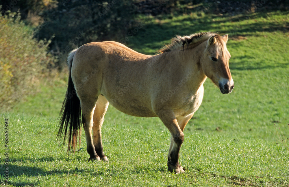Cheval, race Henson, Baie de Somme, 80, Somme Cheval, race Henson, Baie de Somme, 80, Somme