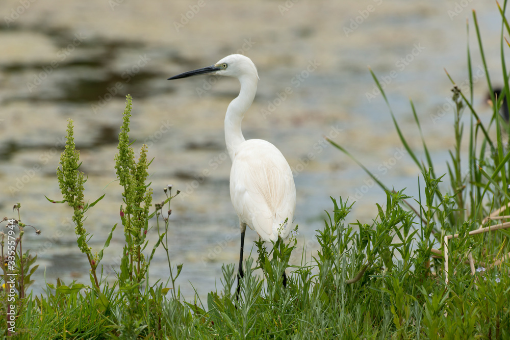 Obraz premium Grande Aigrette,.Ardea alba, Great Egret