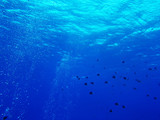 青い海と魚群