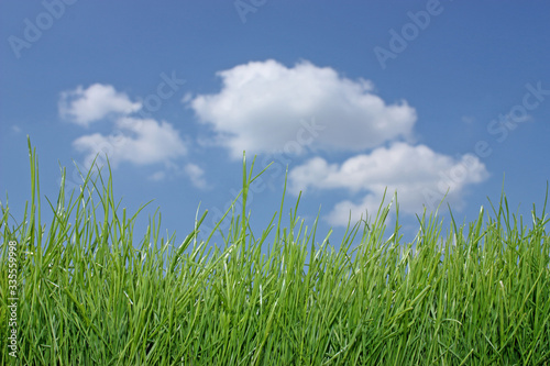 Gras