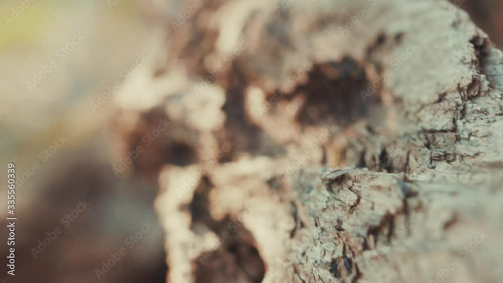 Texture bark of brown wood tree in forest environment landscape textured detail park dark branch sunshine grung beautiful light close up slow motion Texture bark of brown wood tree in forest environment landscape textured detail park dark branch sunshine grung beautiful light close up slow motion