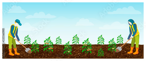 farmers at work in field. tomatoes rows. vector illustration of farm workers digging, loosening tomato plantation. horizontal banner with gardeners in Tomato crop field. summer works.autumn harvesting