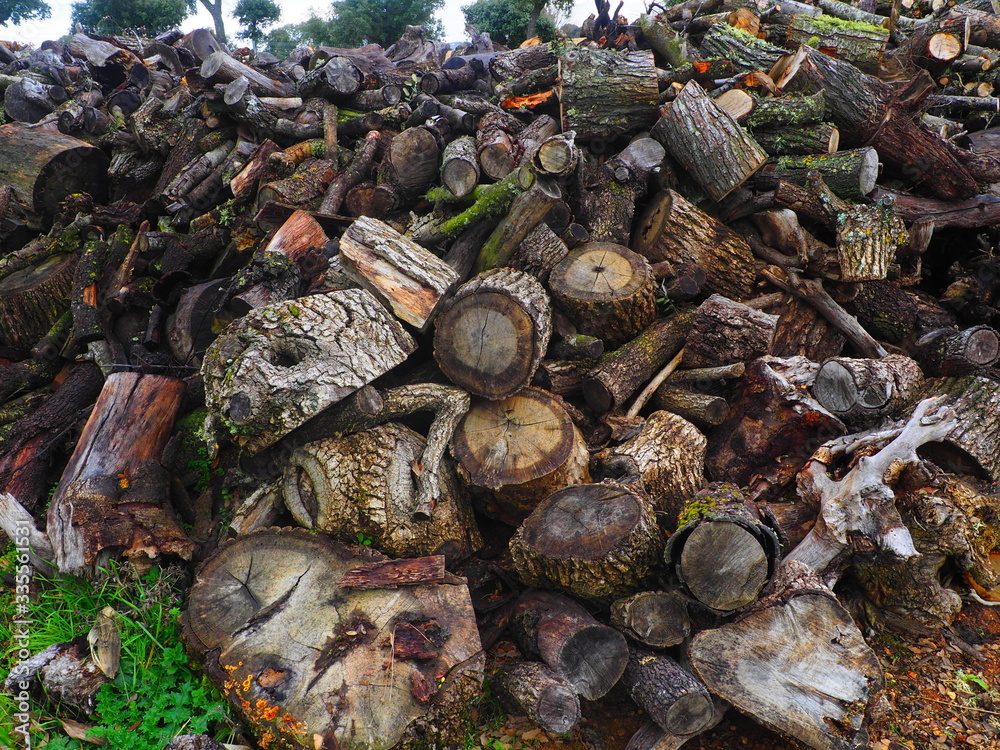 Montón de troncos de árboles en el bosque