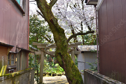 Image of Torii and cherry tree behind the alley