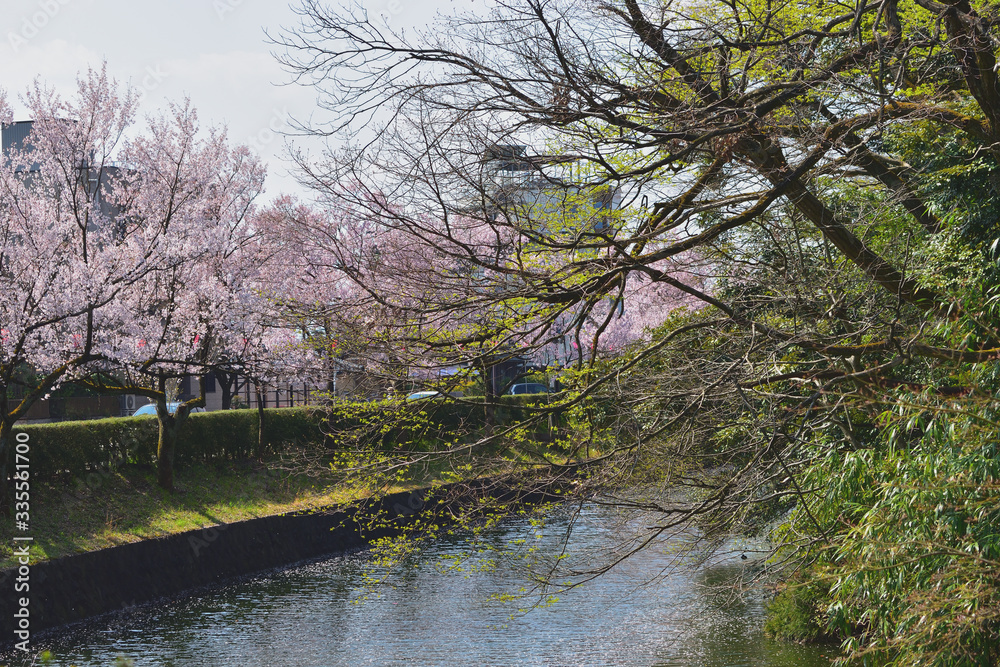Image of Cherry blossoms blooming in the park Image of Cherry blossoms blooming in the park