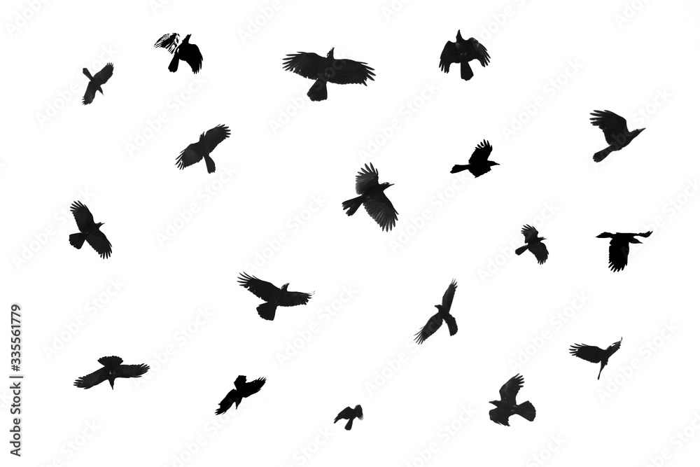
The crow is flying separately on a white background. Clipping path