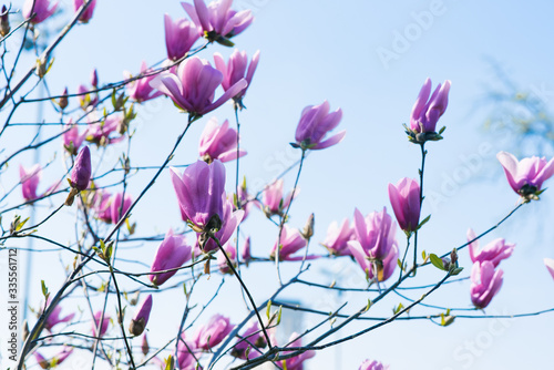 Magnolia is a blooming spring tree with beautiful delicate lilac flowers on the branches in bloom, an ornamental plant against the blue sky. Selective focus