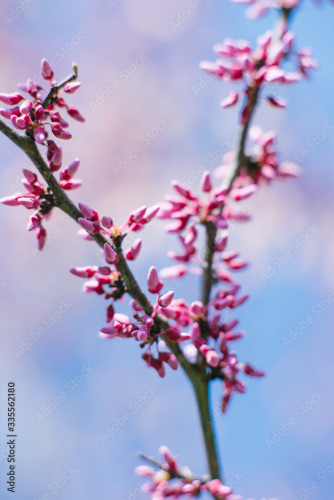 Purple canadian flowers on a branch on a Sunny spring day against a blue sky. Selective focus. Spring card