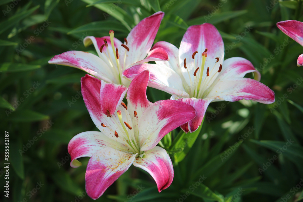 Beautiful Lily flower on green leaves background. Lilium flowers in the garden outdoors. Summer flower background.