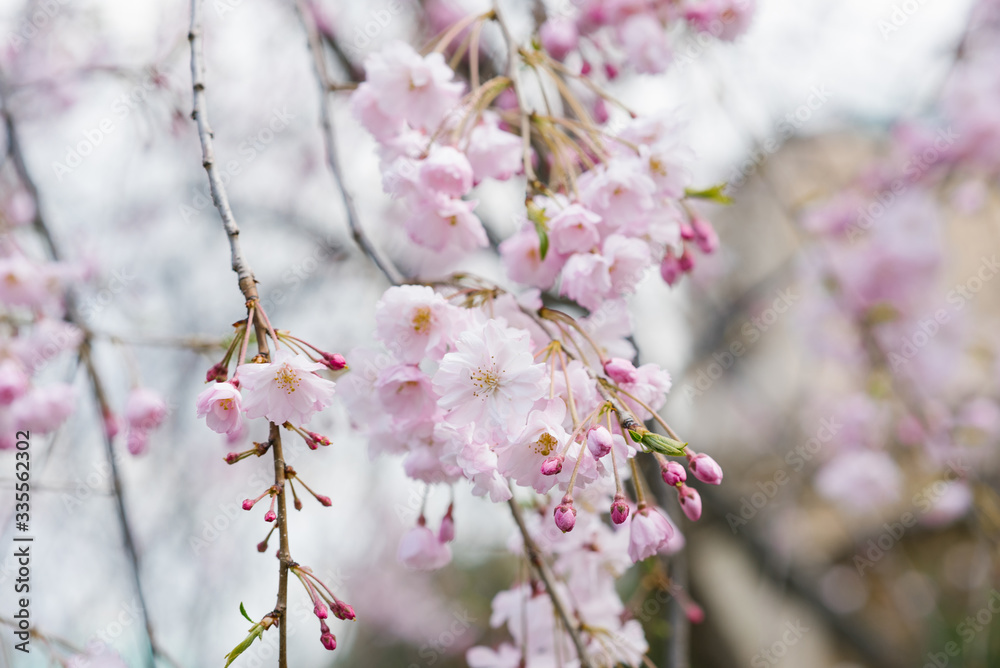 Soft focus cherry blossom Or cherry blossom on the background of nature. Selective focus. Spring flowers in the garden Soft focus cherry blossom Or cherry blossom on the background of nature. Selective focus. Spring flowers in the garden