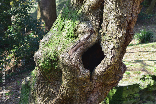 Image of Tree cave in the park