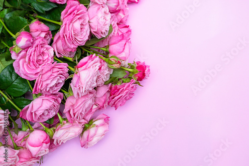 Fototapeta Naklejka Na Ścianę i Meble -  Bushy pink roses on a delicate pink background.