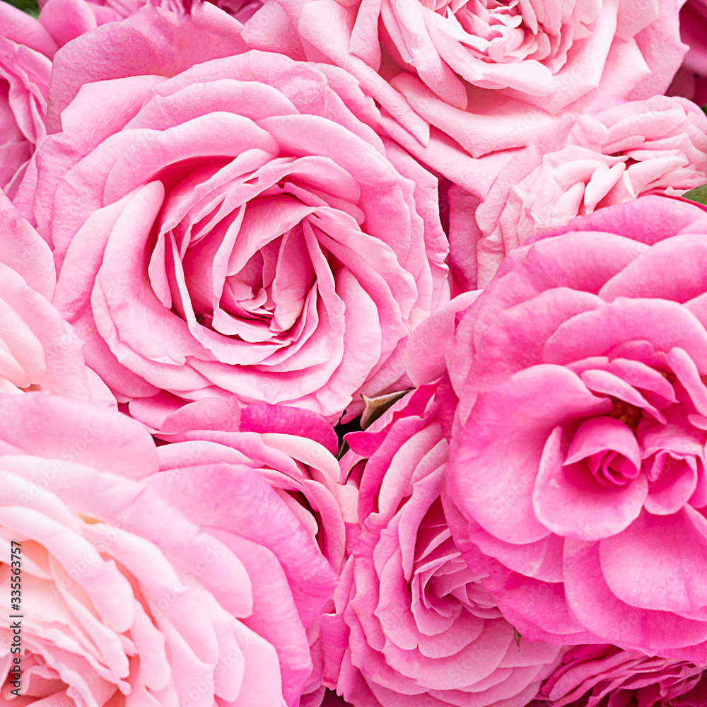 Bushy pink roses on a delicate pink background. Bushy pink roses on a delicate pink background.