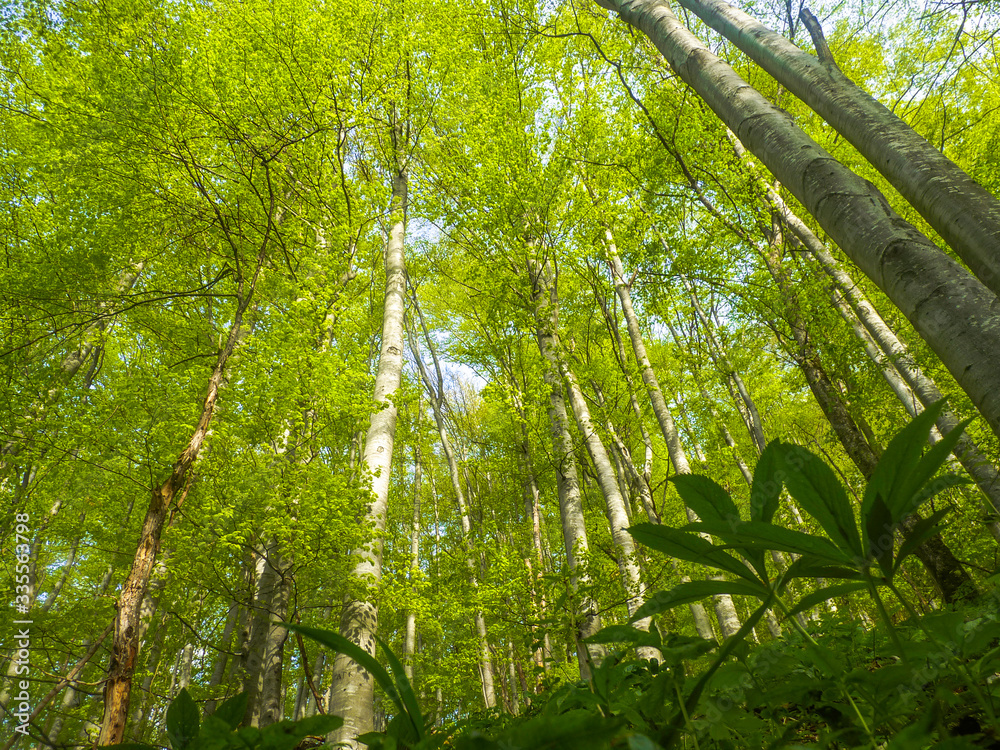 Naklejka premium Central Balkans Mountain, Bulgaria - CIRCA 2017. Greenery in the woods of Central Balkan National park. Oaks, beech trees and pines having their first spring leaves.
