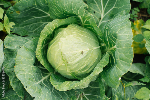organic white cabbage grows in the garden without fertilizers