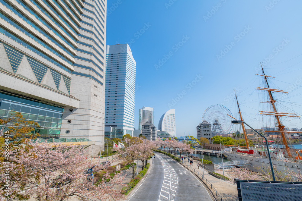 都市と桜並木 都市と桜並木