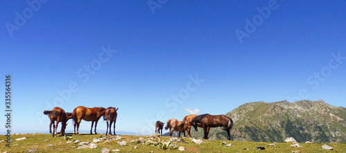 Wild horses in the deep areas of Rila mountain national park. 