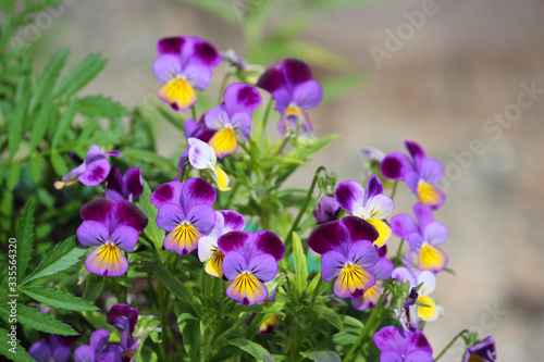Fototapeta Naklejka Na Ścianę i Meble -  Beautiful purple pansy flowers on a blurred background. Colorful summer flower bed with violet pansy. Bouquet of bright spring flowers. The garden flowers pansy
