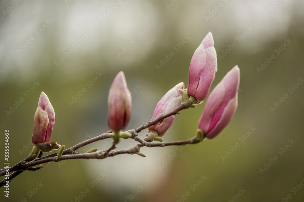 Tree branch with magnolia flowers. Magnolia flower bud in early spring. The beginning of the flowering of magnolia. Magnolia tree in early spring with young flower buds. Tree branch with magnolia flowers. Magnolia flower bud in early spring. The beginning of the flowering of magnolia. Magnolia tree in early spring with young flower buds.