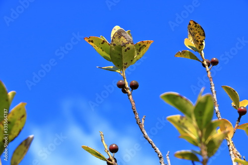 The foliage and fruits of the 'Wildfire' black tupelo (Nyssa sylvatica 'Wildfire') photo