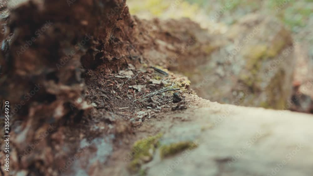 Macro detail bark of brown wood tree in forest environment landscape park dark branch spring sunshine grung beautiful light close up slow motion
