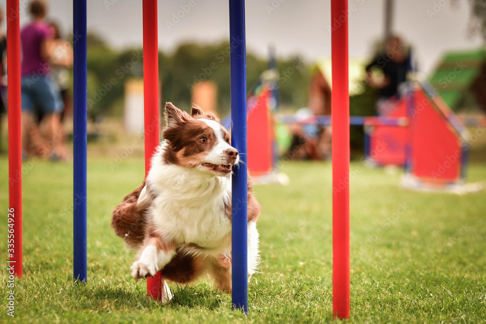 Redmerle border collie is running on czech agility competition slalom. Prague agility competition in dog park Pesopark.
