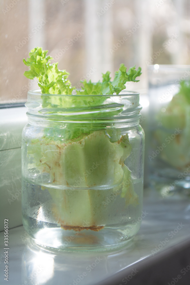 Growing lettuce in water from scraps in kitchen and on a window sill Growing lettuce in water from scraps in kitchen and on a window sill