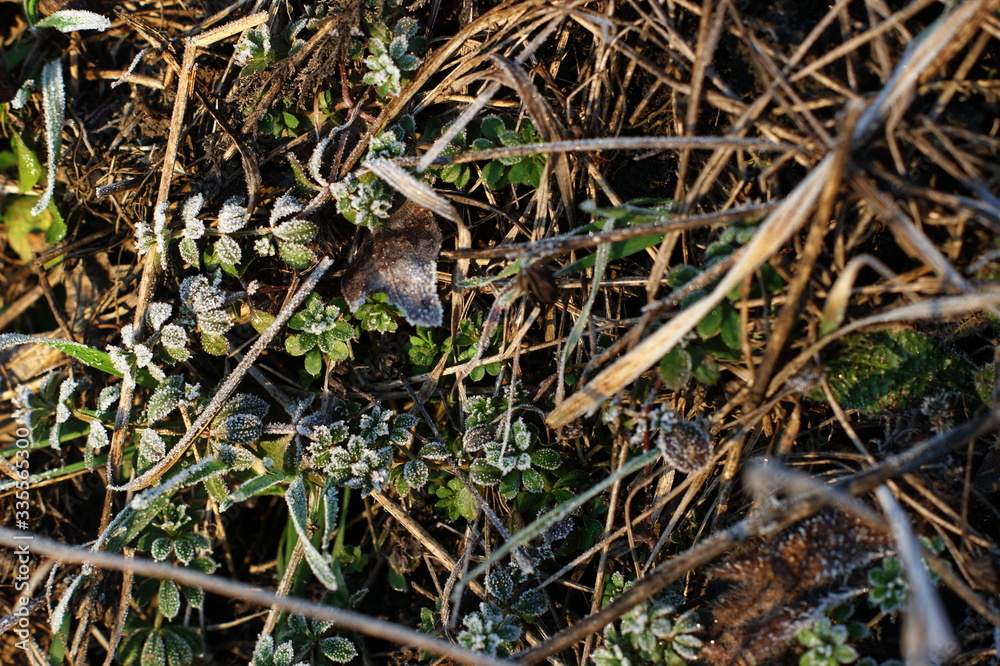 Last year's grass covered with spring frost