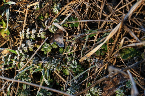 Last year's grass covered with spring frost