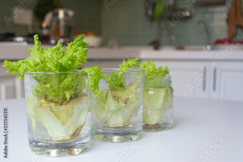 Growing lettuce in water from scraps in kitchen and on a window sill