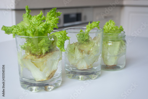 Growing lettuce in water from scraps in kitchen and on a window sill