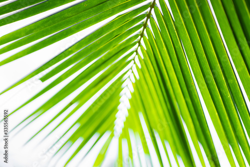 Rays of the sun through palm leaves. Soft focus. Jungle nature. Close-up of a saturated green palm leaf.