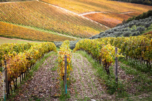 Sangiovese vineyards near Gaiole in Chianti, Florence province, Tuscany, Italy photo