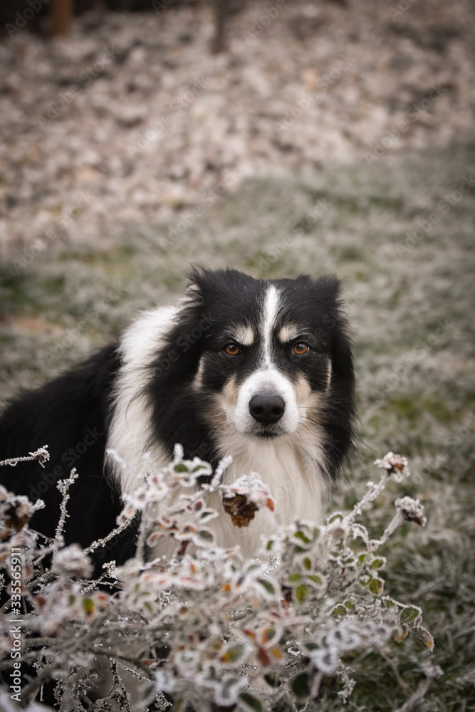 Adult male of border collie is sitting in frozen grass  He is so cute. Winter in Prague.