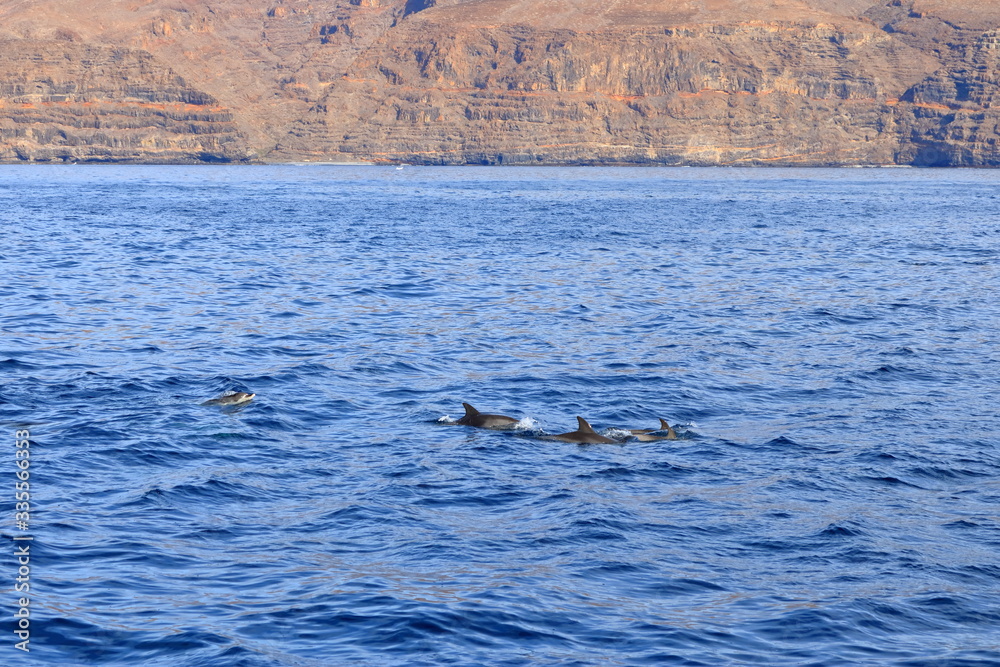 Fototapeta premium dolphins swimming in atlantic ocean in front of la gomera, canary islands in spain