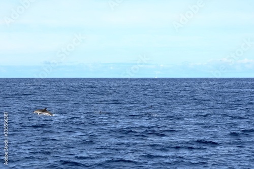 dolphins swimming in atlantic ocean in front of la gomera, canary islands in spain