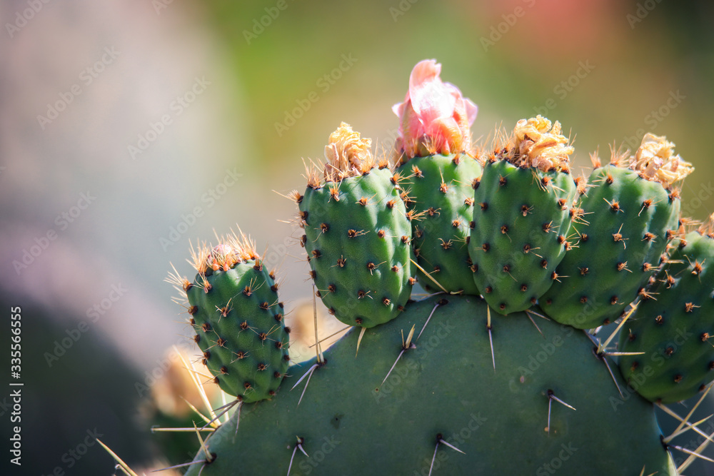 Flowering Cactus on the Tank Graveyard in Asmara, Eritrea Flowering Cactus on the Tank Graveyard in Asmara, Eritrea