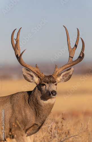 Vászonkép Mule Deer Buck in Colorado during the Rut in Autumn